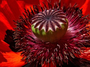 poppy-flower-red-macro-medium
